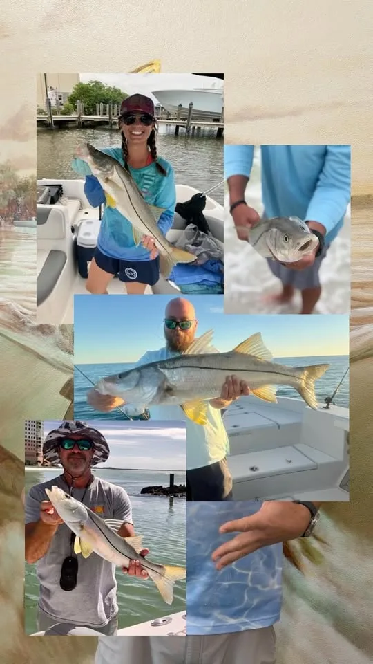 Collage of snook catches