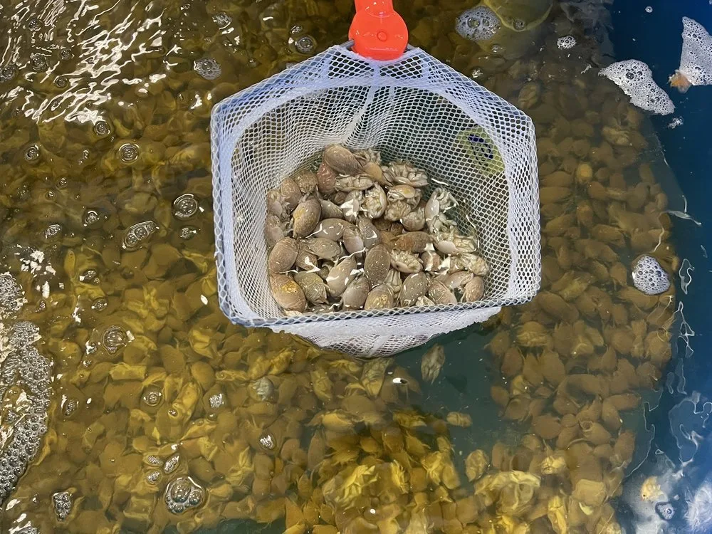 A net of live bait over the tanks